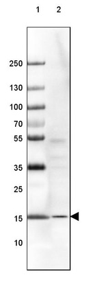 Lane 1: Marker [kDa] 250, 130, 100, 70, 55, 35, 25, 15, 10_br/_Lane 2: Mouse Cerebral Cortex tissue