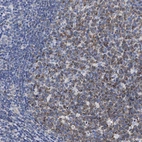 Immunohistochemical staining of human tonsil shows strong membranous positivity in germinal center cells.