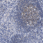 Immunohistochemical staining of human lymphoid tissues shows strong membranous positivity in germinal center cells.