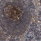 Immunohistochemical staining of human lymph node shows high expression.