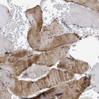Anti-TMED1 Antibody