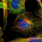 Immunofluorescent staining of human cell line U-251 MG shows localization to microtubules & cell junctions.