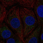 Immunofluorescent staining of human cell line MCF7 shows localization to mitochondria.