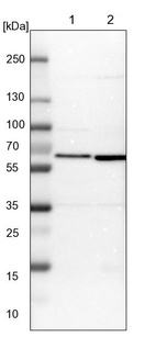 Lane 1: NIH-3T3 cell lysate (Mouse embryonic fibroblast cells)_br/_Lane 2: NBT-II cell lysate (Rat Wistar bladder tumour cells)
