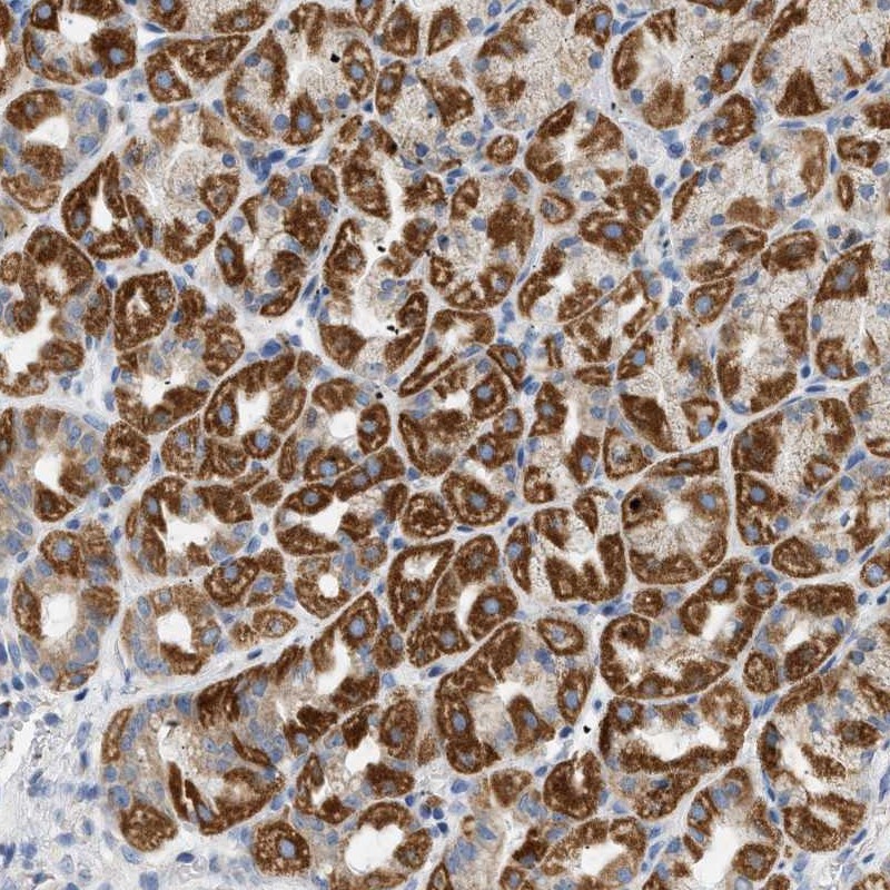 Anti-NDUFS8 Antibody