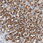 Anti-NDUFS8 Antibody