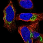 Immunofluorescent staining of human cell line U-2 OS shows localization to mitochondria.