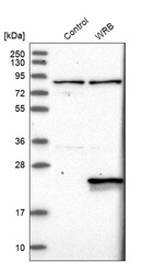 Western blot analysis in control (vector only transfected HEK293T lysate) and WRB over-expression lysate (Co-expressed with a C-terminal myc-DDK tag (~3.1 kDa) in mammalian HEK293T cells, LY417861).