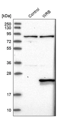 Western blot analysis in control (vector only transfected HEK293T lysate) and WRB over-expression lysate (Co-expressed with a C-terminal myc-DDK tag (~3.1 kDa) in mammalian HEK293T cells, LY417861).