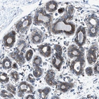 Immunohistochemical staining of human breast shows moderate cytoplasmic positivity in glandular cells.
