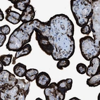 Immunohistochemical staining of human placenta shows strong membranous positivity in trophoblastic cells.