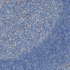 Immunohistochemical staining of human tonsil shows very weak positivity in germinal center cells as expected.