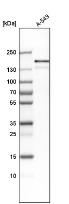 Western blot analysis in human cell line A-549.