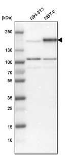 Western blot analysis in mouse cell line NIH-3T3 and rat cell line NBT-II.