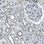 Immunohistochemical staining of human kidney shows weak to moderate nuclear positivity in cells in tubules.