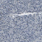 Immunohistochemical staining of human pancreas shows very weak and few nuclear positivity in exocrine glandular cells.