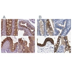 Immunohistochemical staining of human duodenum, fallopian tube, gallbladder and small intestine using Anti-ANXA13 antibody HPA018535 (A) shows similar protein distribution across tissues to independent antibody HPA019569 (B).