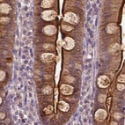 Immunohistochemical staining of human duodenum using Anti-ANXA13 antibody HPA018535.