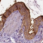 Immunohistochemical staining of human gallbladder using Anti-ANXA13 antibody HPA018535.