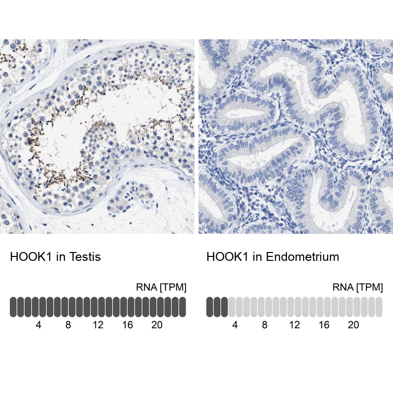 Anti-HOOK1 Antibody