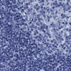 Immunohistochemical staining of human lymph node using Anti-HOOK1 antibody HPA018537.