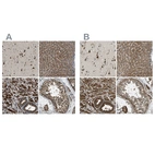 Anti-ERGIC1 Antibody