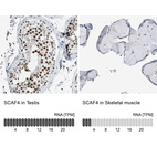 Anti-SCAF4 Antibody