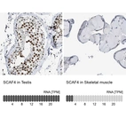 Anti-SCAF4 Antibody