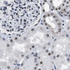 Immunohistochemical staining of human kidney using Anti-SCAF4 antibody HPA018668.