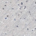 Immunohistochemical staining of human cerebral cortex using Anti-SCAF4 antibody HPA018668.