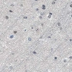 Immunohistochemical staining of human cerebral cortex using Anti-SCAF4 antibody HPA018668.