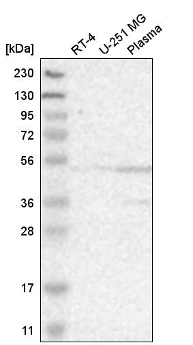 Anti-ACTL6A Antibody