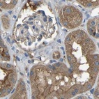 Immunohistochemical staining of human kidney using Anti-ATP8B1 antibody HPA018674.