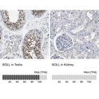 Anti-BOLL Antibody