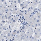Immunohistochemical staining of human liver using Anti-BOLL antibody HPA018678.