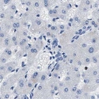 Immunohistochemical staining of human liver using Anti-BOLL antibody HPA018678.