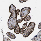 Immunohistochemical staining of human placenta shows strong granular cytoplasmic positivity in trophoblastic cells.
