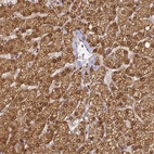 Anti-ZNF443 Antibody