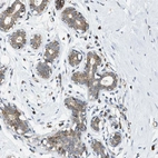 Immunohistochemical staining of human breast shows moderate granular cytoplasmic positivity in glandular cells.