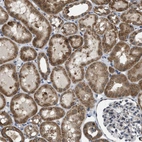 Immunohistochemical staining of human kidney shows moderate granular cytoplasmic positivity in cells in tubules.