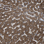 Anti-MRPS30 Antibody