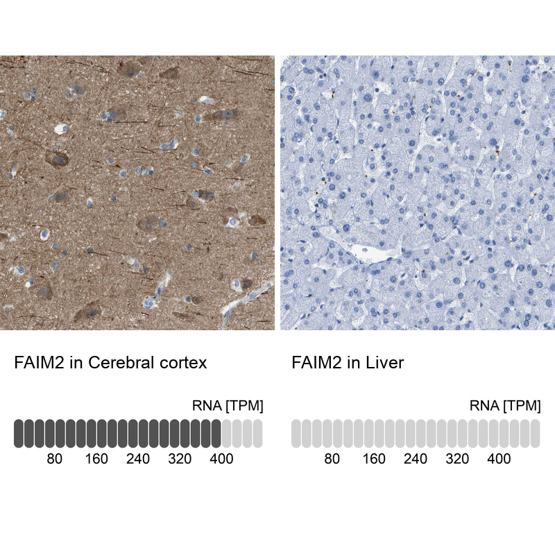 Anti-FAIM2 Antibody