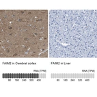 Anti-FAIM2 Antibody
