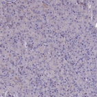 Immunohistochemical staining of human pancreas shows low positivity in exocrine glandular cells as expected.