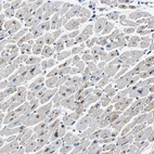 Anti-PDLIM7 Antibody