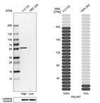 Western blot analysis in human cell lines U2OS and HEK293 using Anti-PDLIM7 antibody. Corresponding PDLIM7 RNA-seq data are presented for the same cell lines. Loading control: Anti-HSP90B1.