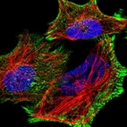 Immunofluorescent staining of human cell line U-251 MG shows localization to actin filaments & focal adhesion sites.