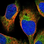 Immunofluorescent staining of human cell line U-2 OS shows localization to cytosol.