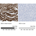 Anti-DES Antibody