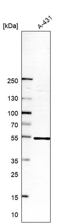 Western blot analysis in human cell line A-431.